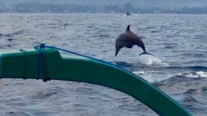 Jumping dolphin