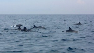 Dolphins Lovina